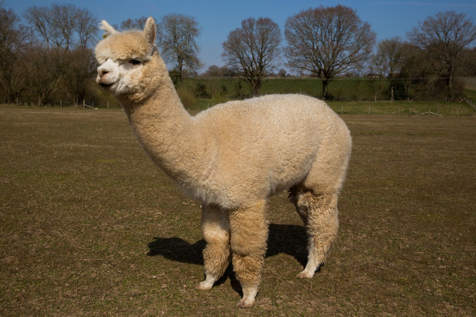 A light fawn alpaca standing in a sunny paddock