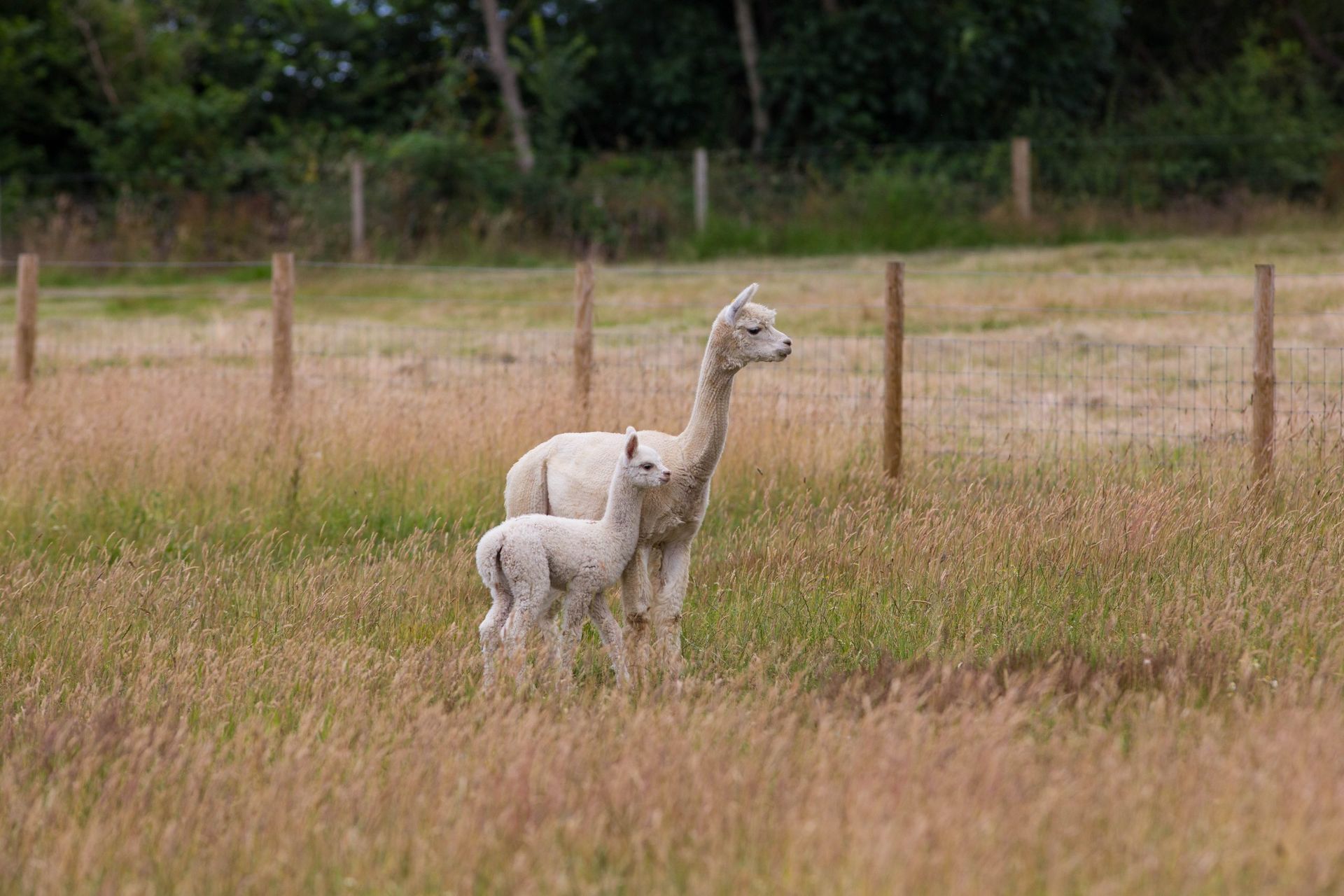 An alpaca mother and her cria standing in a meadow