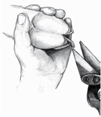 Drawing of a hand holding an alpaca's foot while trimming the overgrown toenail with foot shears