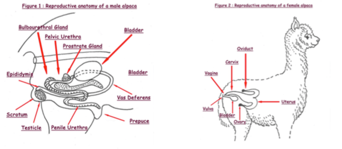 Labelled diagrams of alpaca reproductive anatomy: the male (testicle, scrotum, epididymis, vas deferens, prostate and bulbourethral glands, urethra, prepuce, bladder) and the female (vulva, vagina, cervix, uterus, oviduct, ovary, bladder)