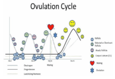 Ovulation cycle chart: waves of follicles grow and regress until mating triggers ovulation, after which a corpus luteum forms and progesterone rises while oestrogen falls