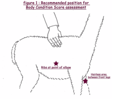 Figure 1: a hand placed on an alpaca's back behind the shoulder, the recommended position for body condition scoring, with the ribs at the point of the elbow and the hairless area between the front legs marked
