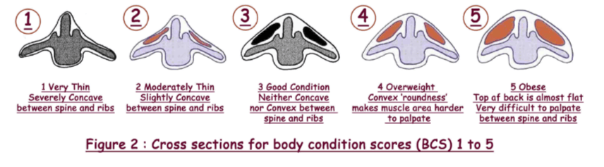 Figure 2: cross-sections of the back for body condition scores 1 to 5: 1 very thin and severely concave, 2 moderately thin and slightly concave, 3 good condition and neither concave nor convex, 4 overweight and convex, 5 obese with an almost flat top
