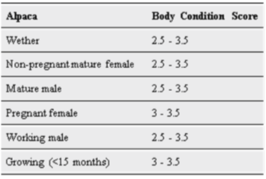 Table of target body condition scores: wether, non-pregnant mature female, mature male and working male 2.5 to 3.5; pregnant female and growing alpacas under 15 months 3 to 3.5