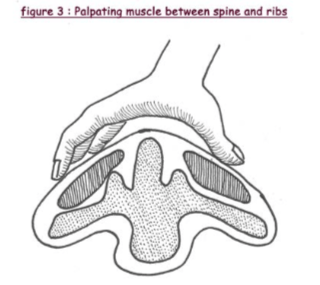 Figure 3: a hand palpating the muscle between the spine and ribs, shown over a cross-section of the backbone