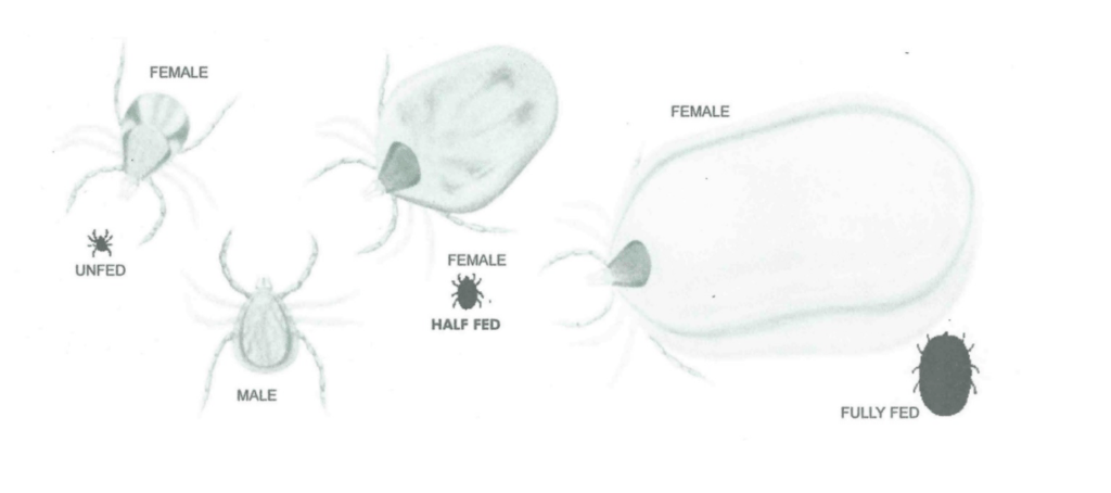 Sheep ticks at life size and magnified: an unfed female, a male, a half-fed female and a fully fed, greatly swollen female