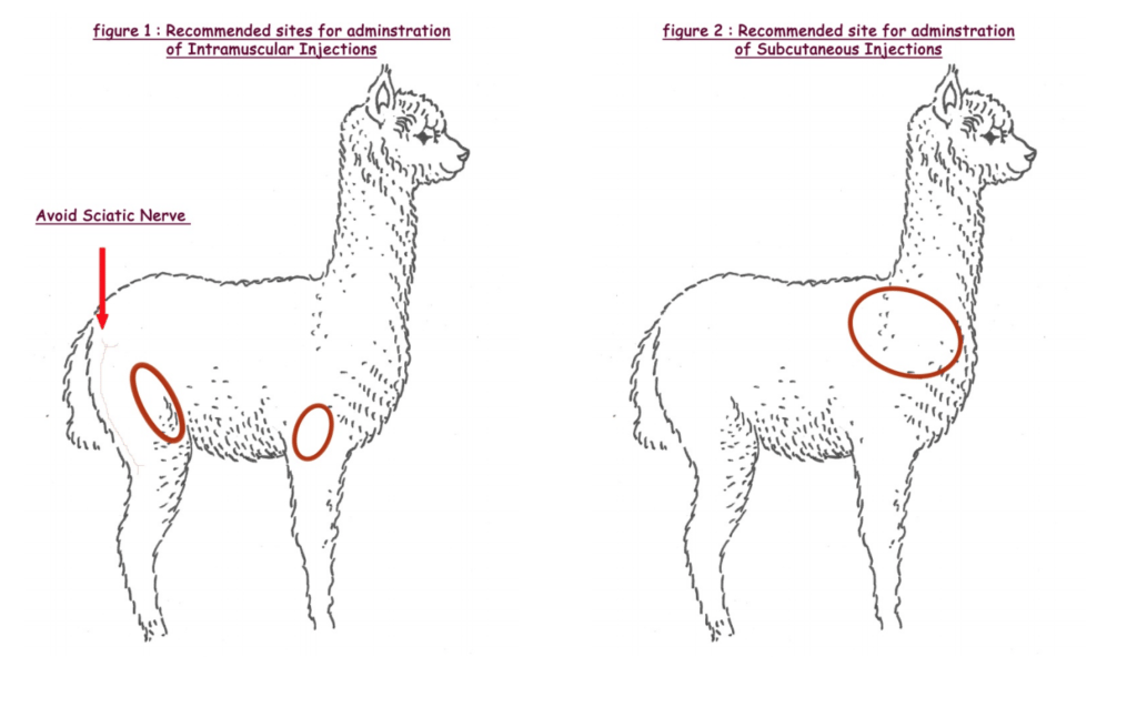 Injection sites on an alpaca: intramuscular in the rear thigh (avoiding the sciatic nerve) or behind the front leg, and subcutaneous on the side of the chest behind the shoulder